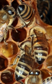 Putzbienen der Honigbiene bei der Arbeit